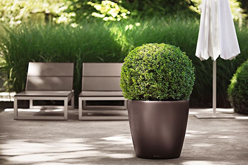 Buxus - foto