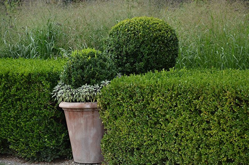 Boxwood - fotografie