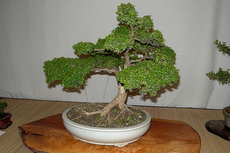 Boxwood - larawan