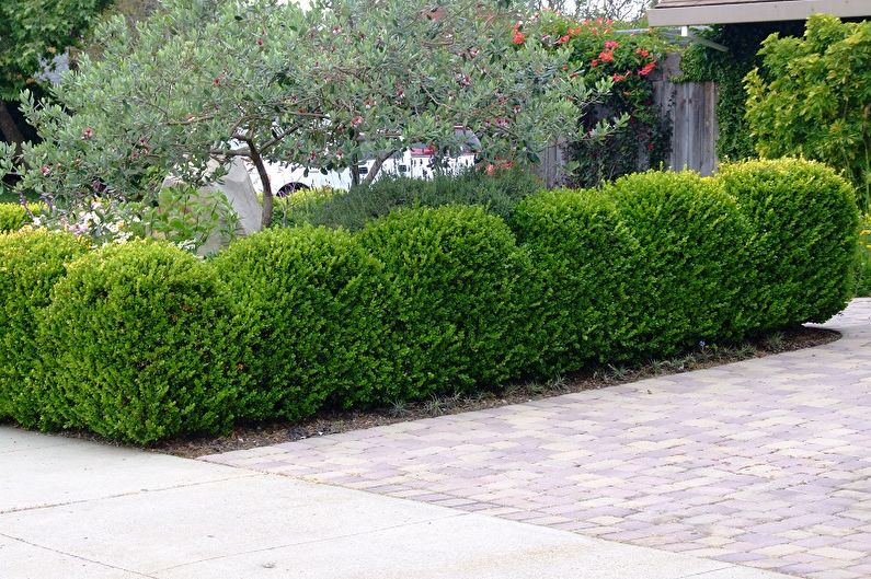 Boxwood - photo