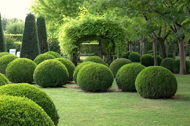 Buxus - foto