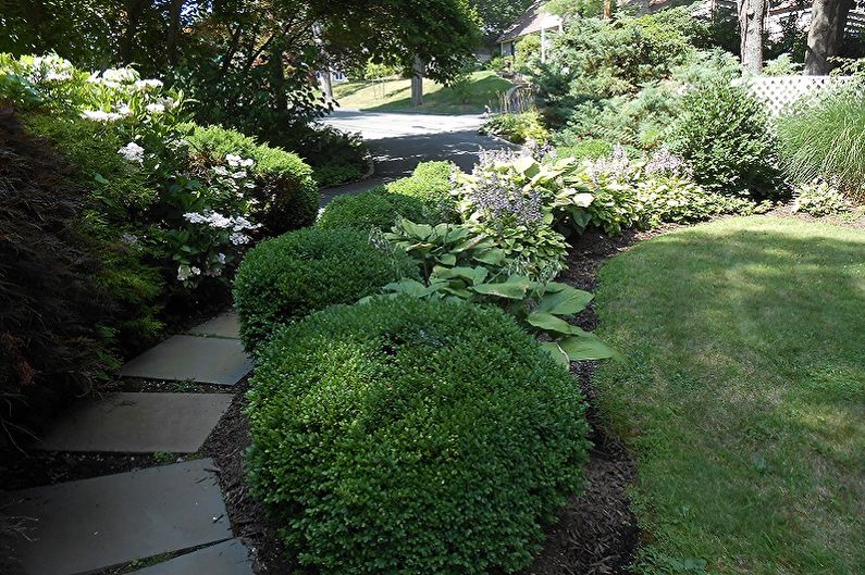 Boxwood - photo