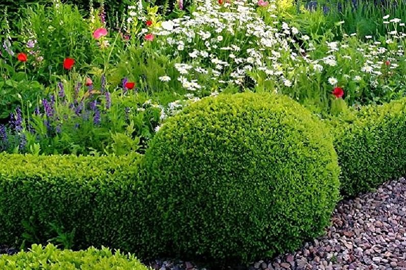 Buxus - foto