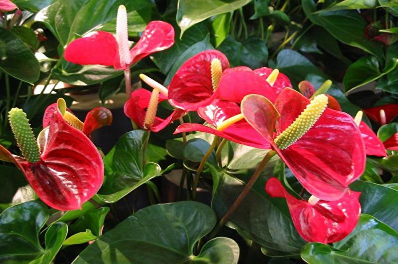 Anthurium - Widoki