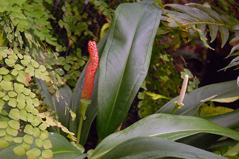 Anthurium - Vues