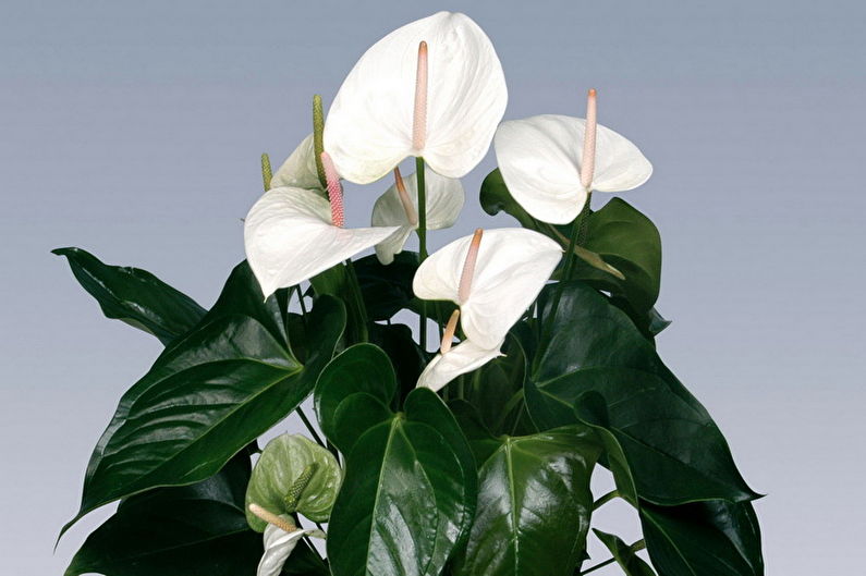 Anthurium - Udsigt