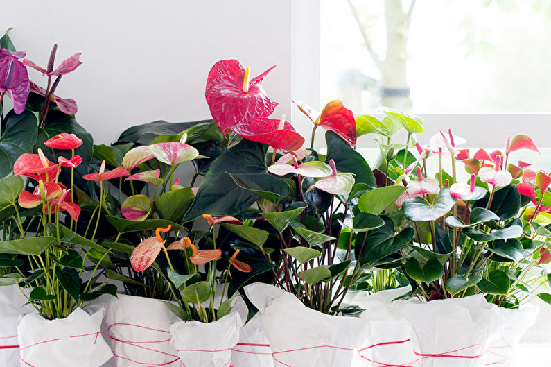 Anthurium - weergaven