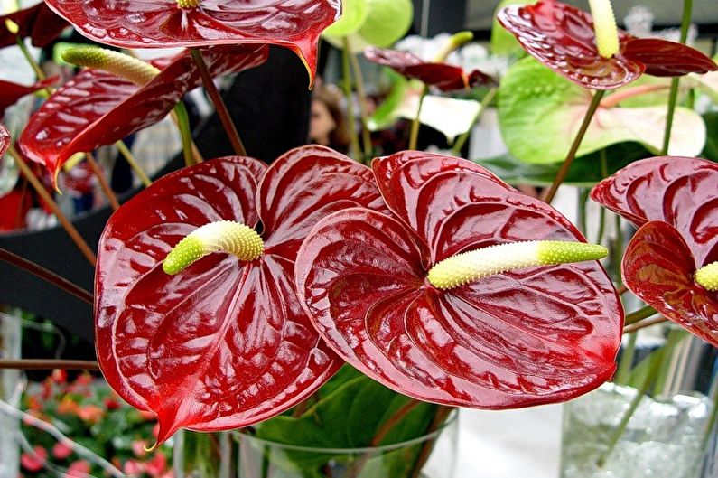 Anthurium priežiūra - apšvietimas