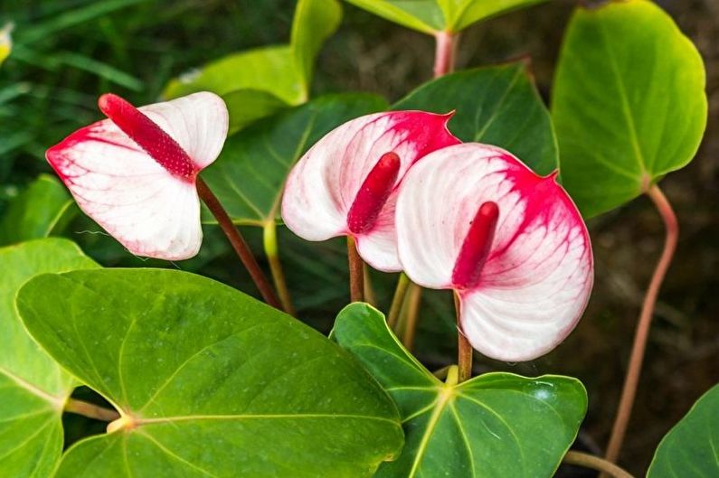 Cuidado Anthurium - Temperatura