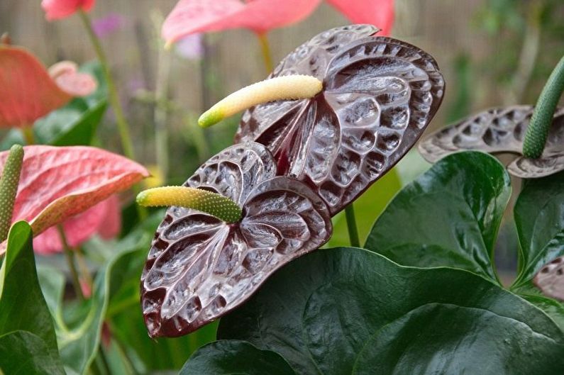 Anthurium-hoito - kosteus