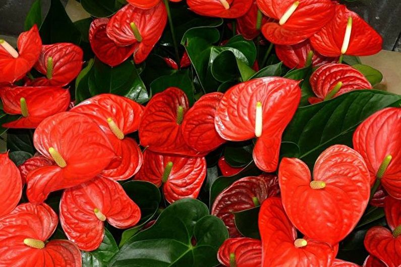 Starostlivosť o Anthurium - zalievanie