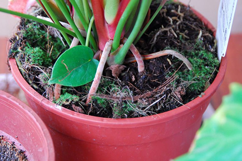 Anthurium Care - Baja dan Makanan