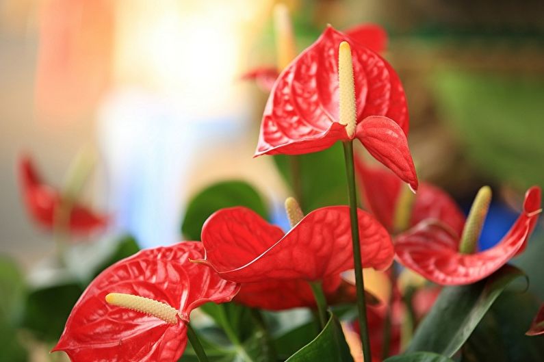 Anthurium Care - Engrais et alimentation