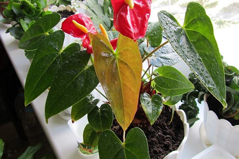 Anthurium - Pests and Diseases