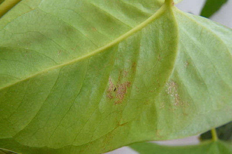 Anthurium - Sâu bệnh