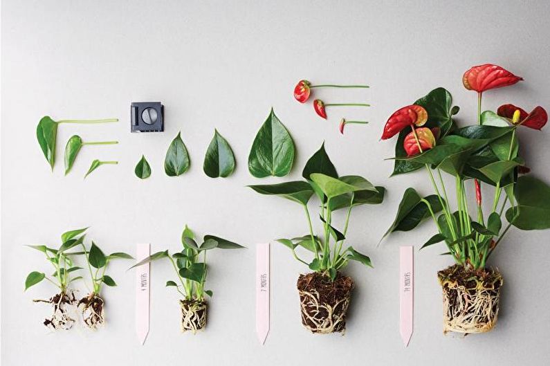 How to transplant anthurium