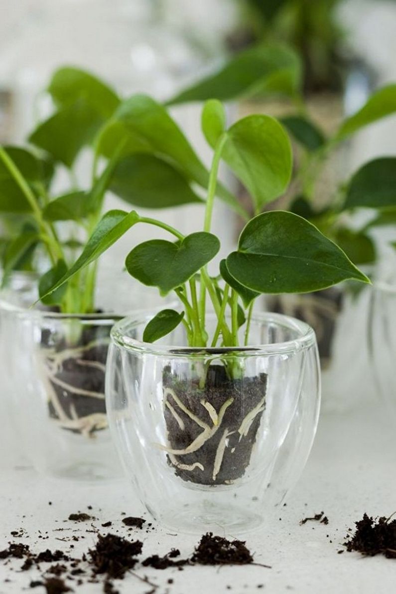 Wie man Anthurium transplantiert