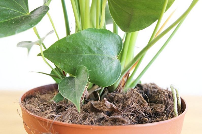 Vegetativ forplantning af anthurium