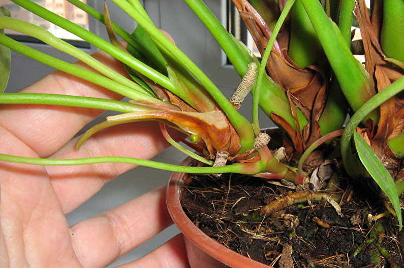 Vegetative Vermehrung von Anthurium