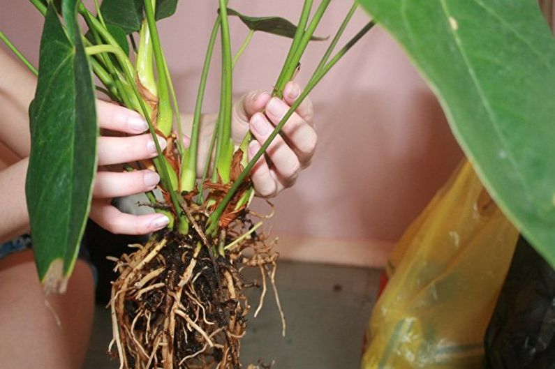 Reproduction d'anthurium par division