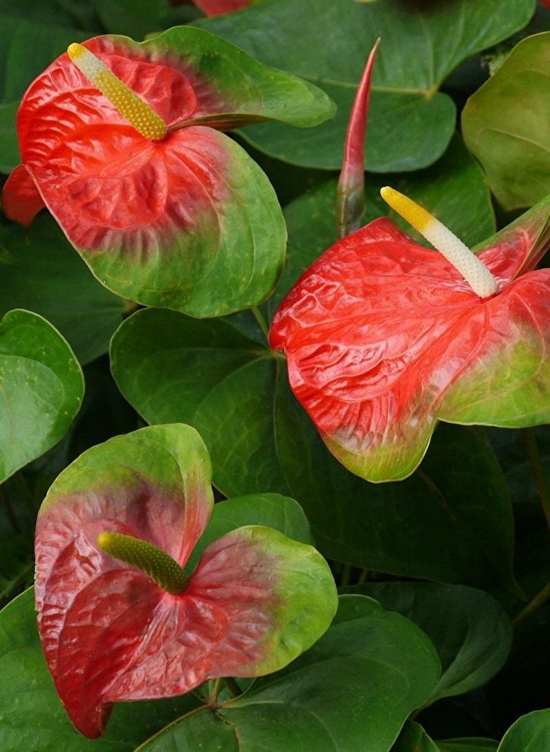 Pembiakan anthurium dengan pembahagian