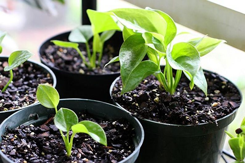 Reproduction de graines d'Anthurium