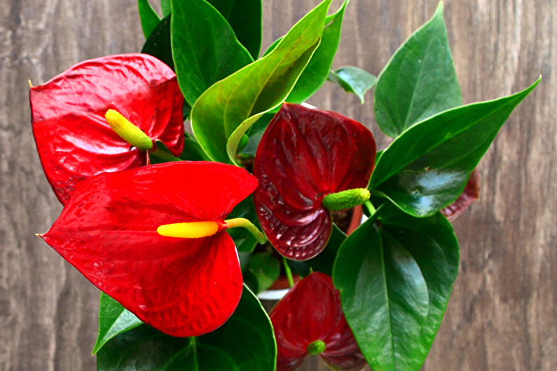 Anthurium - larawan