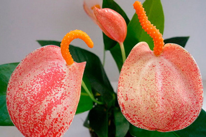 Anthurium - nuotrauka