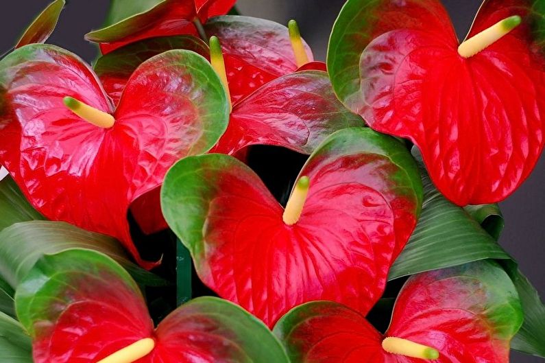 Anthurium - fotografija