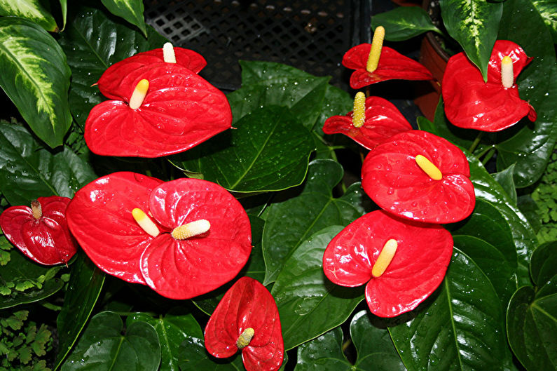 Anthurium - fotografija