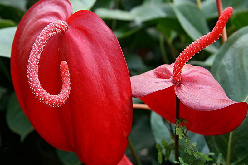 Anthurium - fotografija