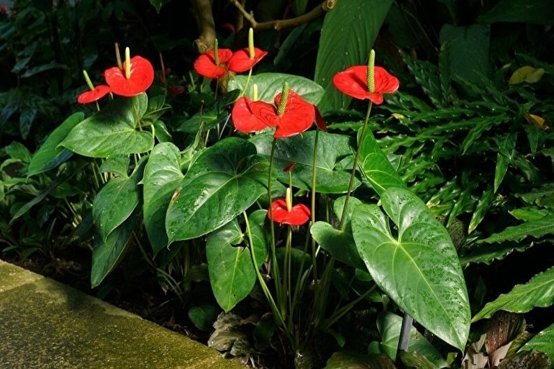 Anthurium - larawan