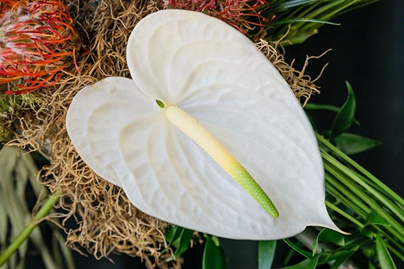 Anthurium - larawan