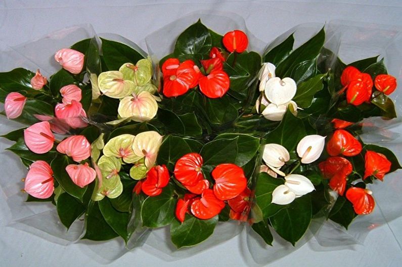 Anthurium - fénykép