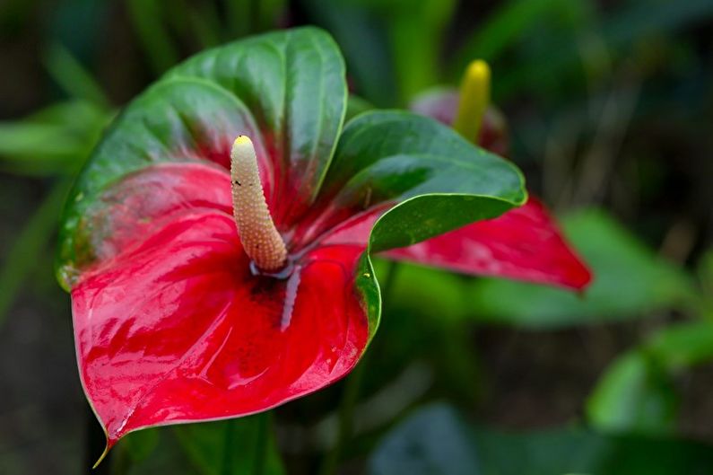 Anthurium - zdjęcie