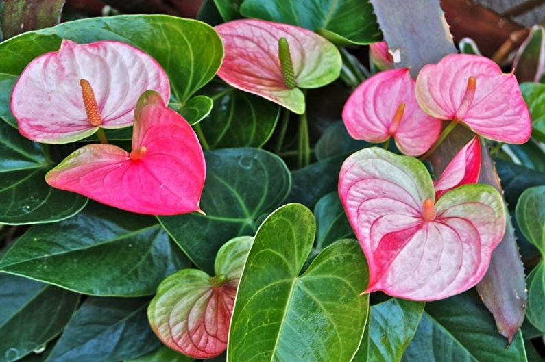 Anthurium - nuotrauka