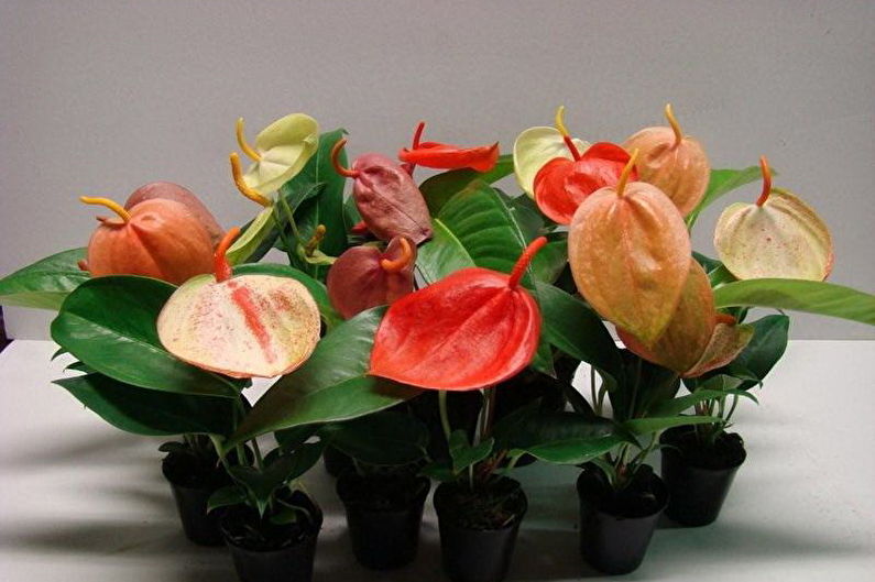 Anthurium - fotografia