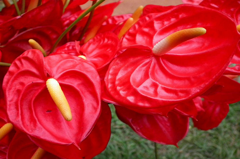 Anthurium - nuotrauka