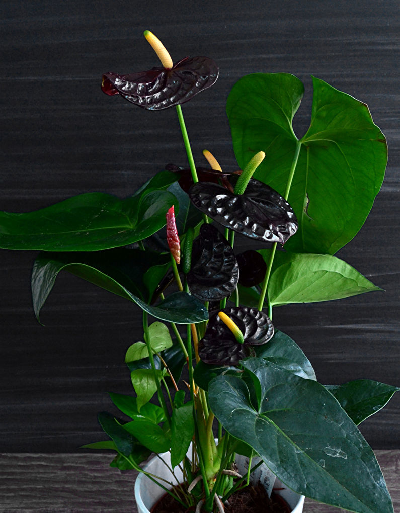 Anthurium - nuotrauka