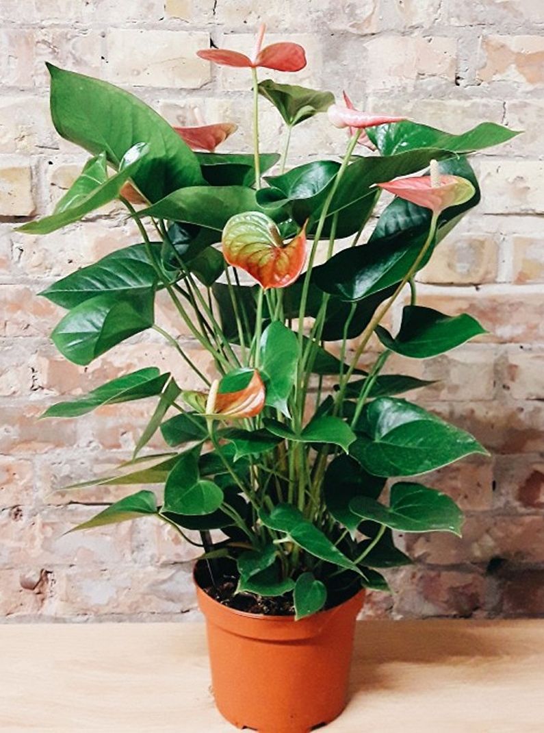 Anthurium - foto