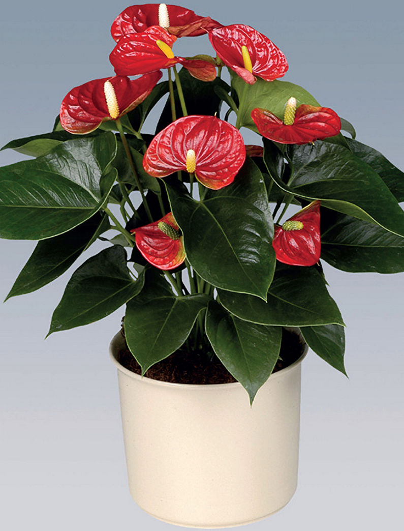 Anthurium - larawan