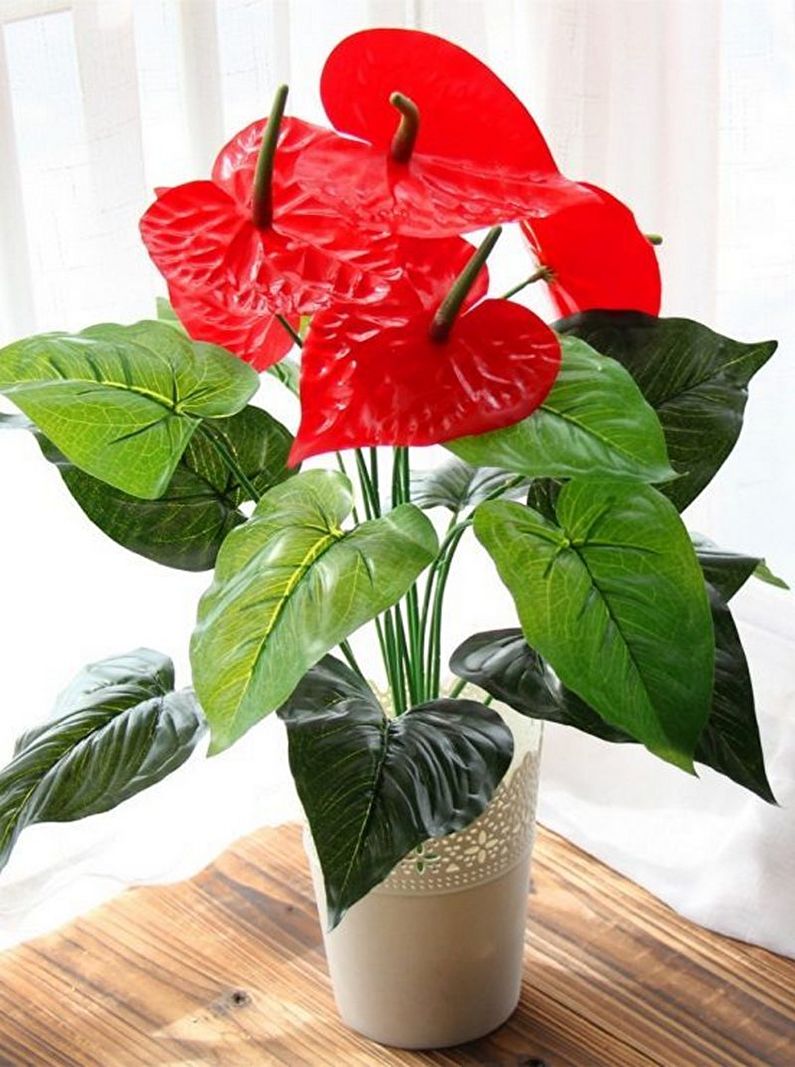 Anthurium - larawan