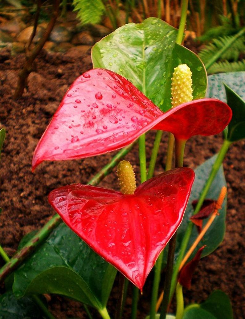 Anthurium - ảnh