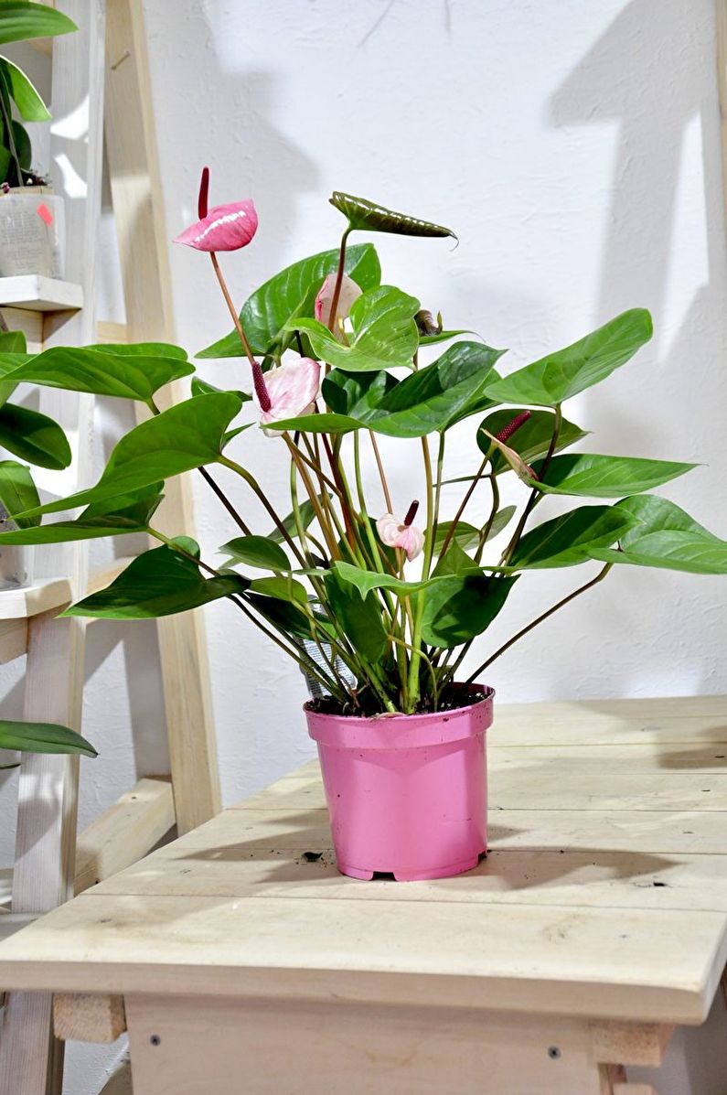 Anthurium - nuotrauka