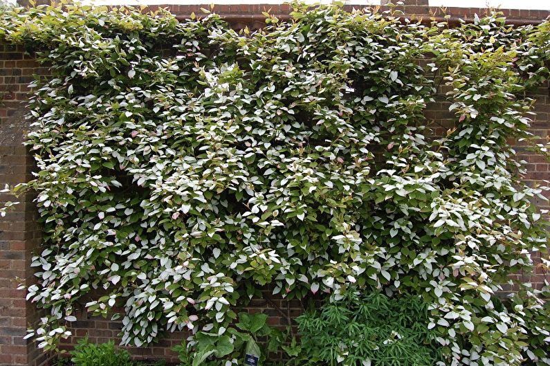 Actinidia - Caratteristiche generali