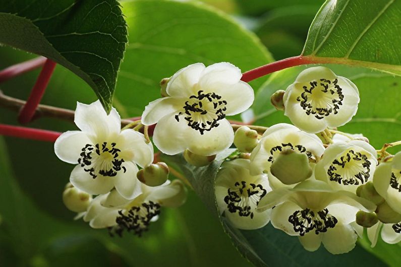 Actinidia - คุณสมบัติทั่วไป