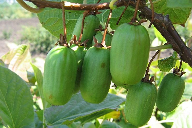 Actinidia - Recursos Gerais