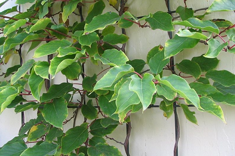 Acute actinidia