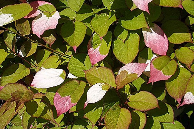 Actinidia colomictus