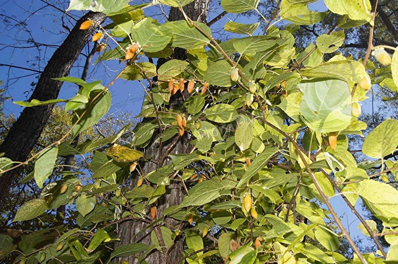 Actinidia poligám